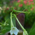 Nicotiana alata 'Grandiflora' (2)